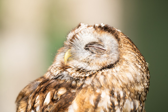 BON-Birds-of-Prey-Albert-Tawny-Owl -  July 2022 - 3:2