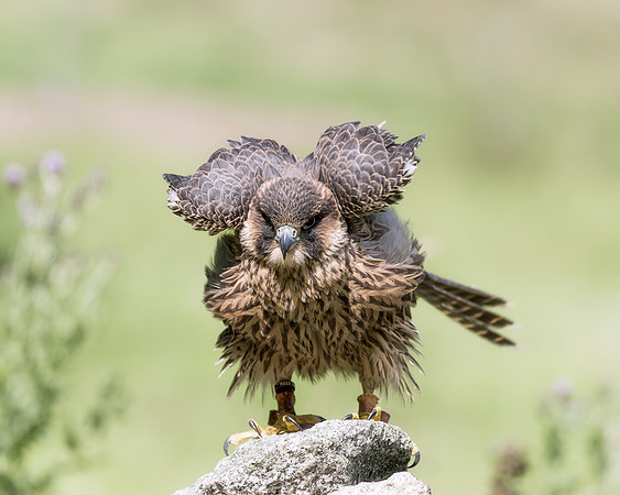 BON-Birds-of-Prey-Peregrine-Falcon - 1 July 2022 - 4:5