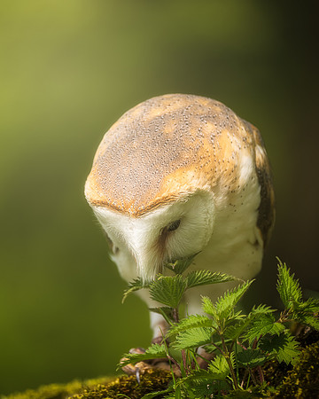 BON-Birds-of-Prey-Barn-Owl - 3 -May 2022 - 4:5