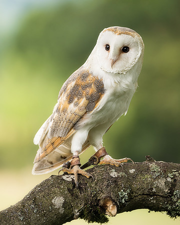 BON-Birds-of-Prey-Beibhinn-Barn-Owl -  July 2022 - 4:5