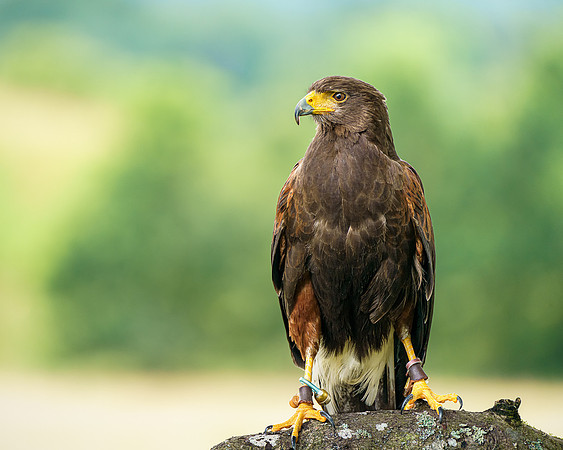 BON-Birds-of-Prey-Harris-Hawk-Pedro -  July 2022 - 4:5