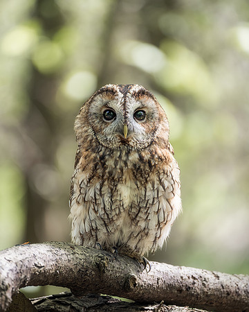 BON-Birds-of-Prey-Albert-Tawny-Owl -  May 2022 -  5:4
